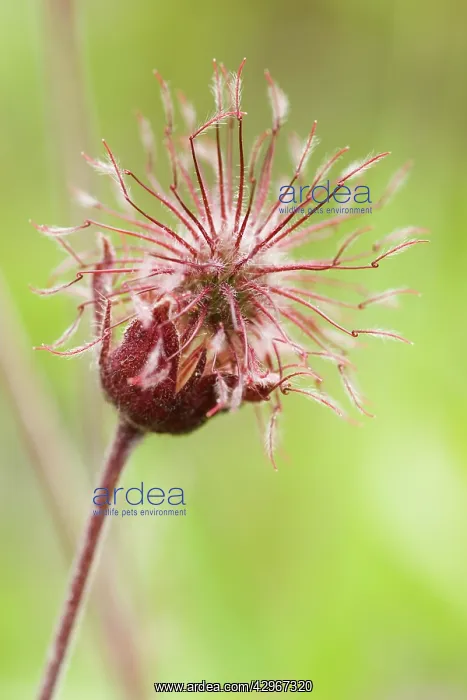  : Avens, Geum