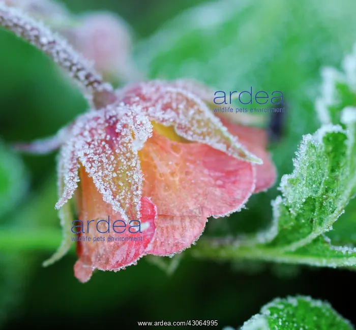: Avens, Geum : Avens, Geum