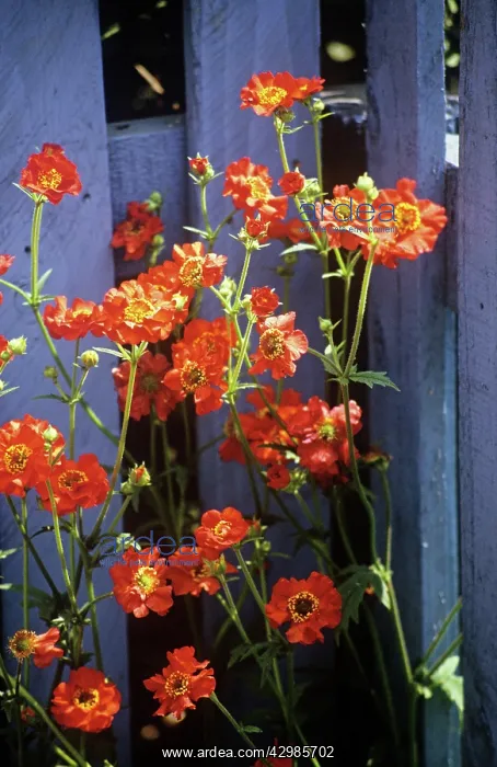 : Avens, Geum Mrs Bradshaw : Avens, Geum Mrs Bradshaw