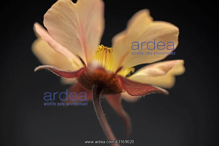 : Avens, Geum Tangerine dream, viewed from underneath showin : Avens, Geum Tangerine dream, viewed from underneath showin