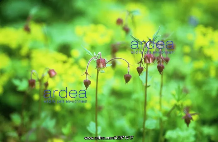 : Avens, Water avens, Geum rivale : Avens, Water avens, Geum rivale