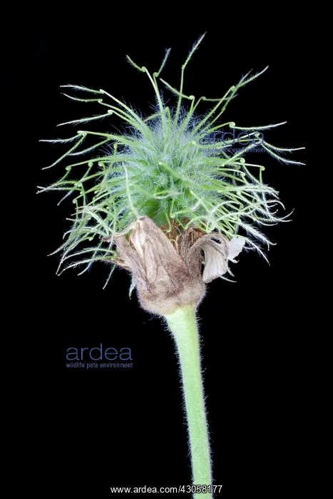 : Avens, Wood avens, Geum urbanum : Avens, Wood avens, Geum urbanum
