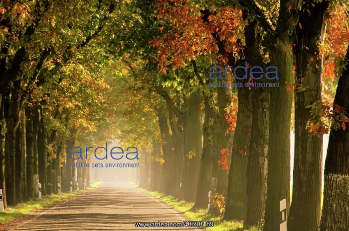  : Avenue in autumn, avenue in fall 19