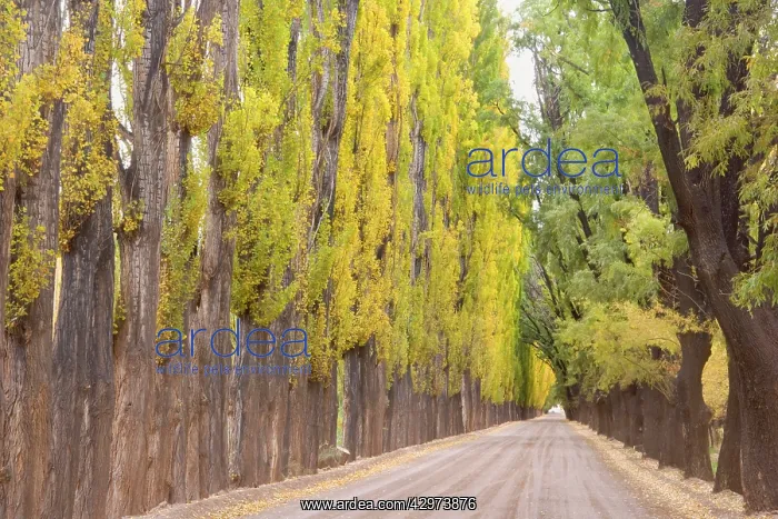 : Avenue in Autumn - a country roads flanked by colourful : Avenue in Autumn - a country roads flanked by colourful