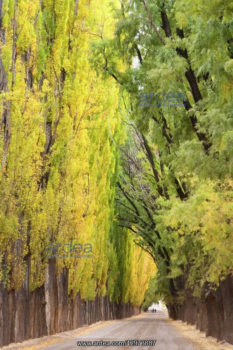 : Avenue in Autumn - a family walks on a country : Avenue in Autumn - a family walks on a country