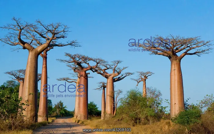 : Avenue of baobabs (Adansonia grandidieri). Gener : Avenue of baobabs (Adansonia grandidieri). Gener