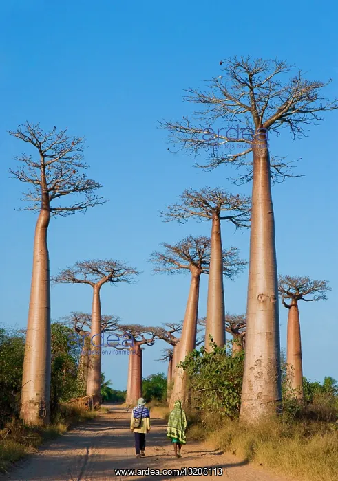 : Avenue of baobabs (Adansonia grandidieri). Gener : Avenue of baobabs (Adansonia grandidieri). Gener