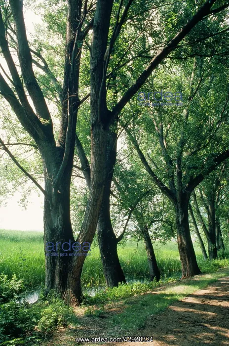  : Avenue of BLACK POPLARS