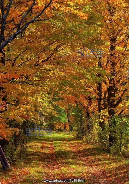  : Avenue with colourful foliage in autumn, Bromont