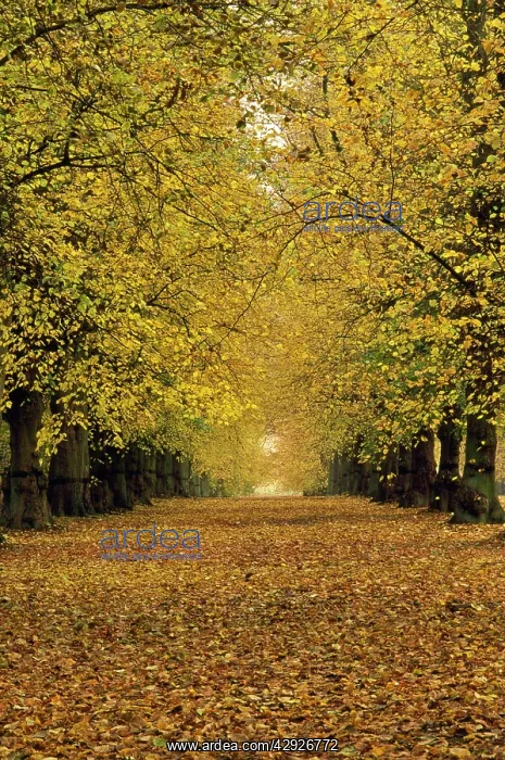 : Avenue Common LIME - Autumn : Avenue Common LIME - Autumn