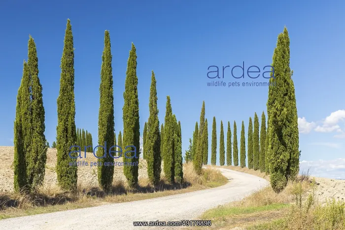 : Avenue with cypress trees (Cupressus sempervirens) : Avenue with cypress trees (Cupressus sempervirens)