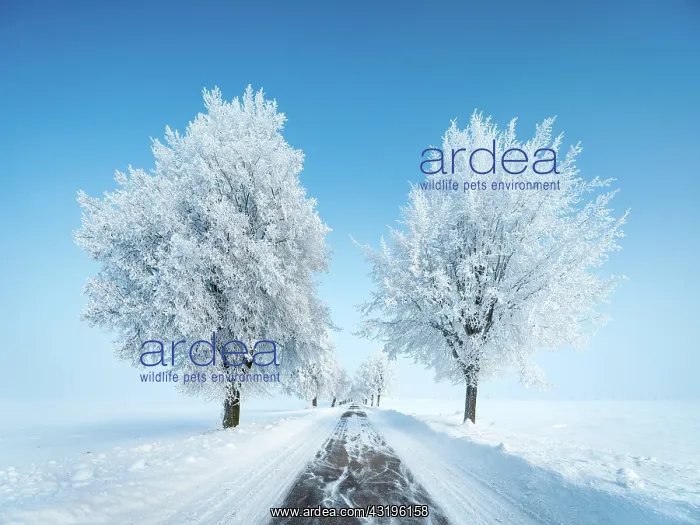 : Avenue through deep snowy cold winter landscape : Avenue through deep snowy cold winter landscape