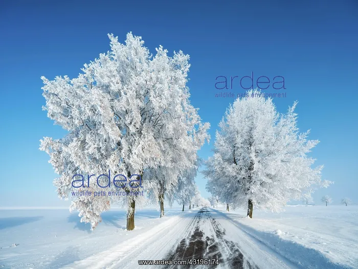 : Avenue through deep snowy cold winter landscape : Avenue through deep snowy cold winter landscape