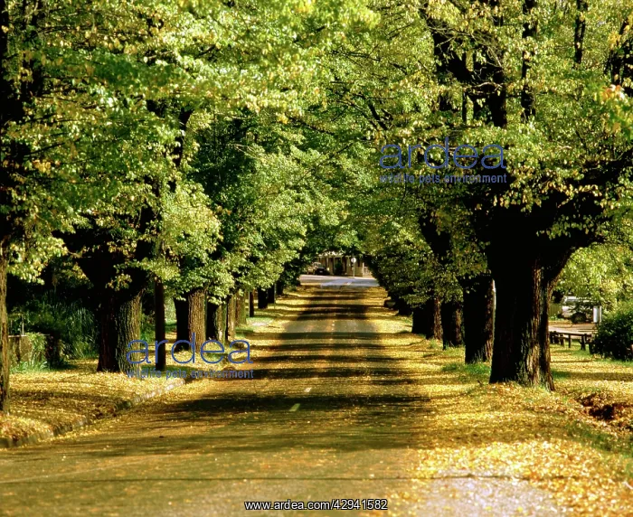 : Avenue of elms, Cobden Street, Bright, Victoria, Australia : Avenue of elms, Cobden Street, Bright, Victoria, Australia