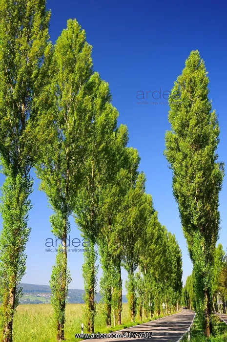 : Avenue on the island of Reichenau on Lake Constance : Avenue on the island of Reichenau on Lake Constance