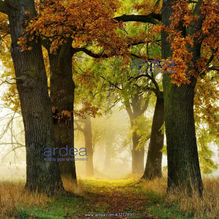 : Avenue of Oaks (Quercus) and ashes (Fraxinus) in : Avenue of Oaks (Quercus) and ashes (Fraxinus) in
