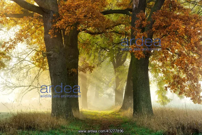 : Avenue of Oaks (Quercus) and ashes (Fraxinus) in : Avenue of Oaks (Quercus) and ashes (Fraxinus) in