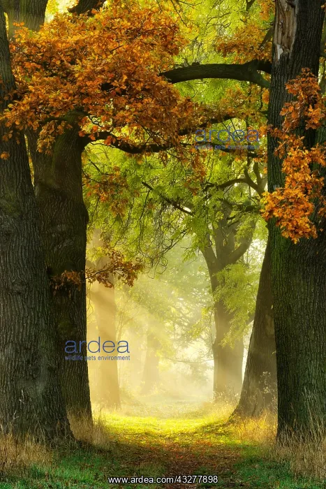 : Avenue of Oaks (Quercus) and ashes (Fraxinus) in : Avenue of Oaks (Quercus) and ashes (Fraxinus) in