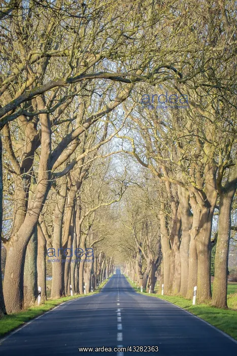 : Avenue, street with trees, Rugen, Mecklenburg-Western : Avenue, street with trees, Rugen, Mecklenburg-Western