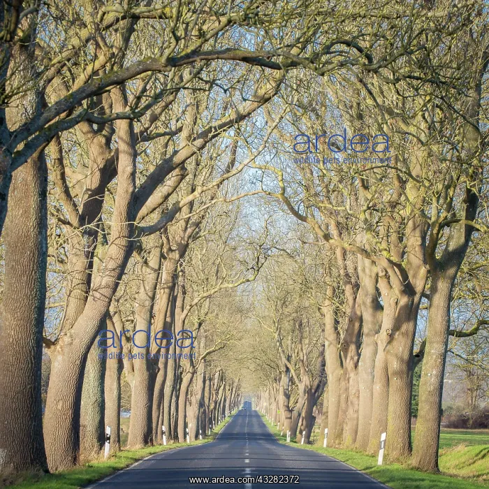 : Avenue, street with trees, Rugen, Mecklenburg-Western : Avenue, street with trees, Rugen, Mecklenburg-Western