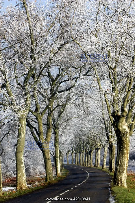 : Avenue of Sycamore alongside road covered in frost : Avenue of Sycamore alongside road covered in frost