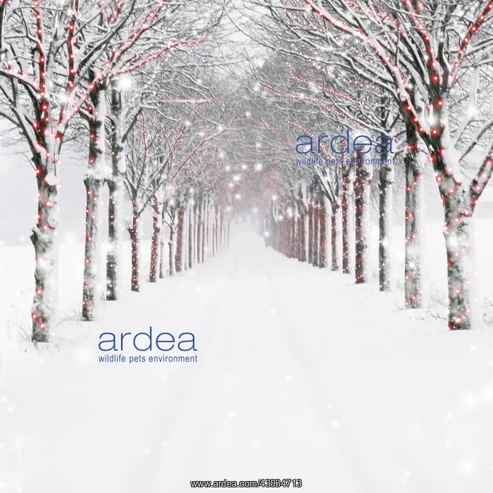 : Avenue of Trees : Avenue of Trees