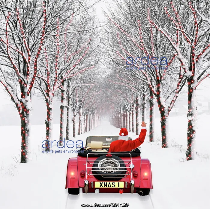 : Avenue of Trees - with Father Christmas driving : Avenue of Trees - with Father Christmas driving