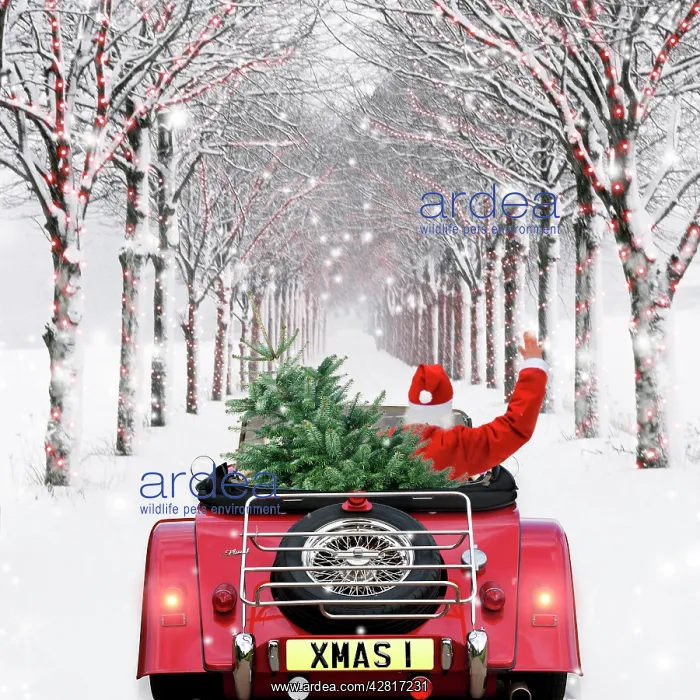 : Avenue of Trees - with Father Christmas driving : Avenue of Trees - with Father Christmas driving