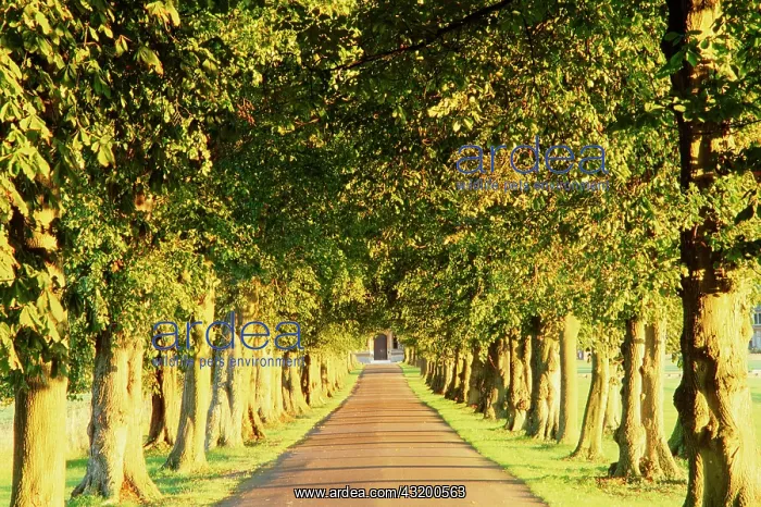 : Avenue of trees, Gloucestershire, England, UK : Avenue of trees, Gloucestershire, England, UK