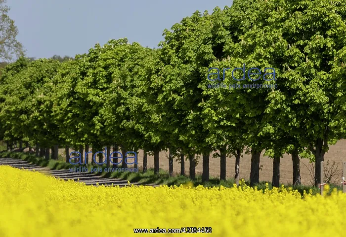 : Avenue trees behind a rape field, Lachow, Germany : Avenue trees behind a rape field, Lachow, Germany