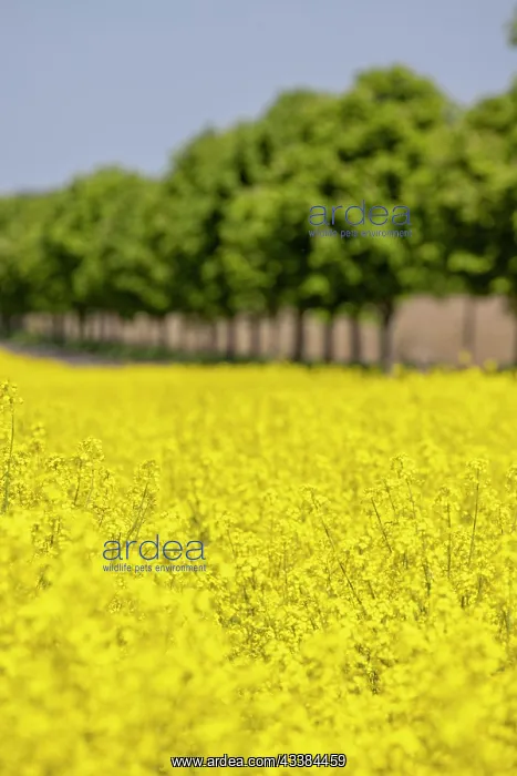: Avenue trees behind a rape field, Lachow, Germany : Avenue trees behind a rape field, Lachow, Germany