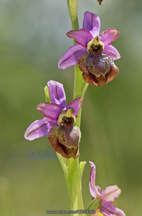 : Aveyron Bee Orchid endemic to the Cernon Valley, France : Aveyron Bee Orchid endemic to the Cernon Valley, France