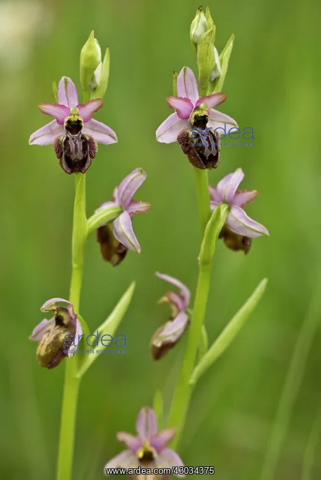 : Aveyron Bee Orchid endemic to the Cernon Valley, France : Aveyron Bee Orchid endemic to the Cernon Valley, France