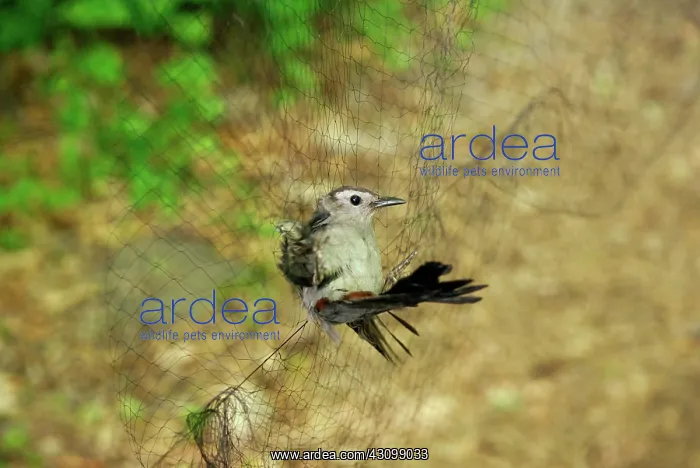 : Avian Field Research : Avian Field Research