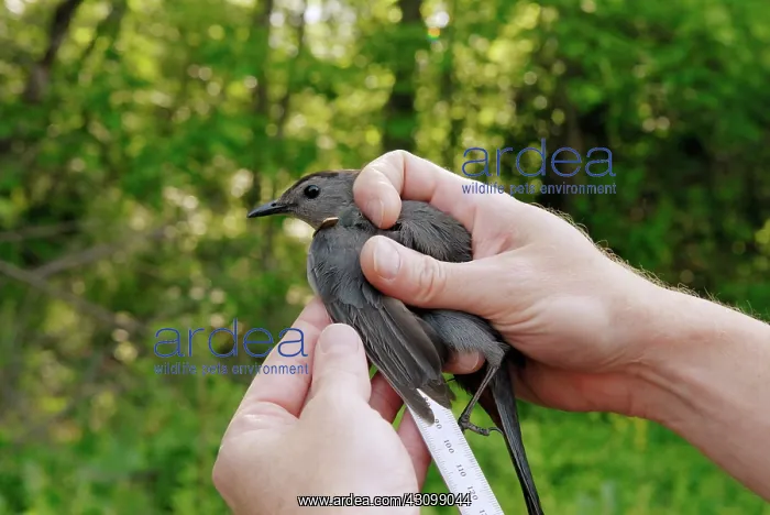 : Avian Field Research : Avian Field Research