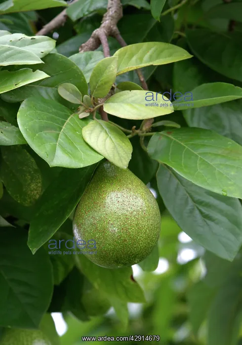  : Avocado (Persea americana). Venezuela