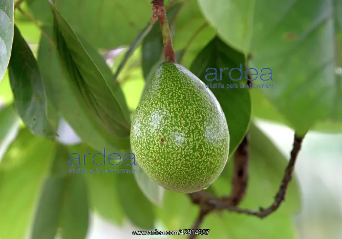  : Avocado (Persea americana). Venezuela