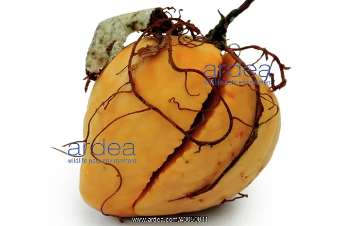 : Avocado, Persea americana : Avocado, Persea americana