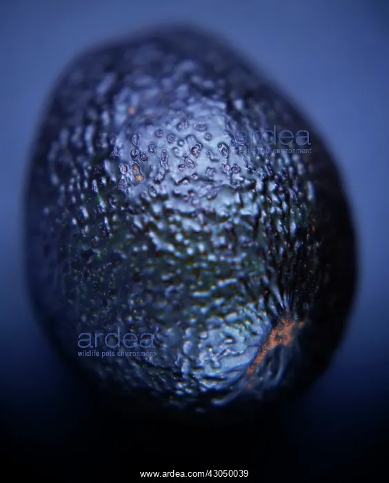 : Avocado, Persea americana : Avocado, Persea americana