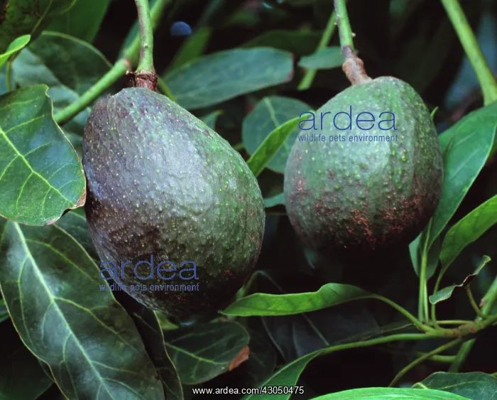 : Avocado, Persea americana : Avocado, Persea americana