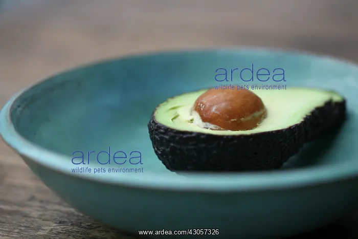 : Avocado, Persea americana : Avocado, Persea americana
