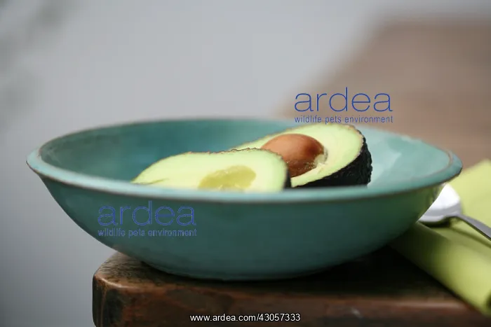 : Avocado, Persea americana : Avocado, Persea americana