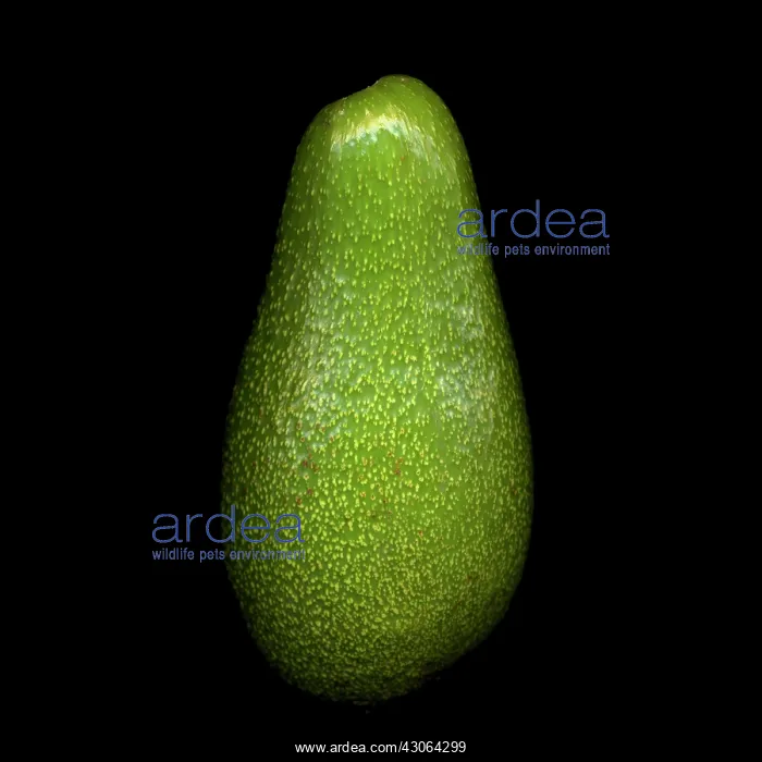 : Avocado, Persea americana : Avocado, Persea americana