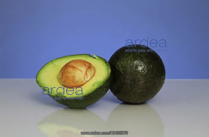 : Avocado. Halved and whole avocados, the fruit of the avocado plant (Persea americana) : Avocado. Halved and whole avocados, the fruit of the avocado plant (Persea americana)