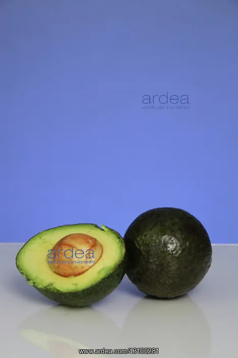 : Avocado. Halved and whole avocados, the fruit of the avocado plant (Persea americana) : Avocado. Halved and whole avocados, the fruit of the avocado plant (Persea americana)