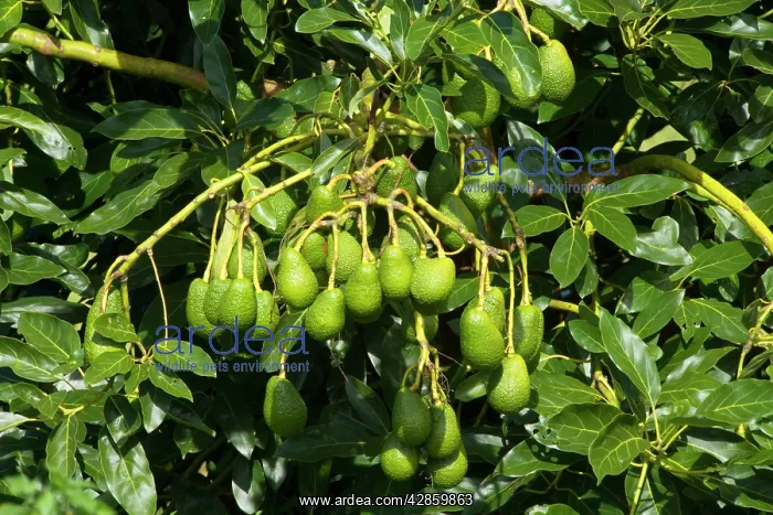 : Avocado Fruit - bunches of ripening Avocados hang on a tree : Avocado Fruit - bunches of ripening Avocados hang on a tree