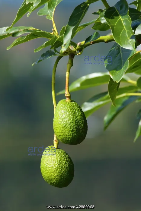 : Avocado Fruit - two ripening Avocados hang on a tree : Avocado Fruit - two ripening Avocados hang on a tree