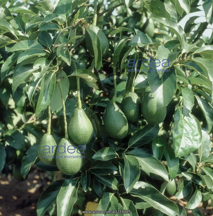 : Avocado fruit on Tree : Avocado fruit on Tree