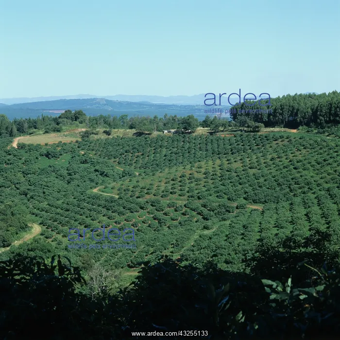 : Avocado orchards, Transvaal, South Africa : Avocado orchards, Transvaal, South Africa
