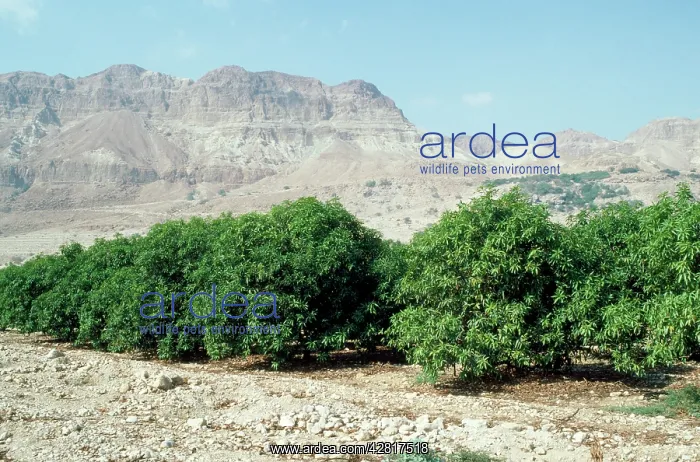 : Avocado Tree - tree plantatin : Avocado Tree - tree plantatin